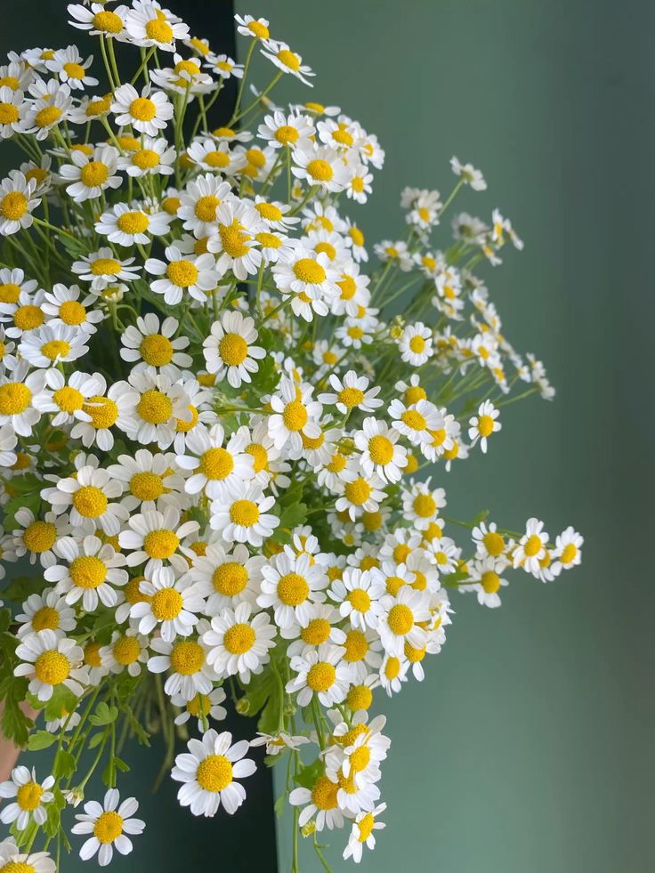 Матрекария