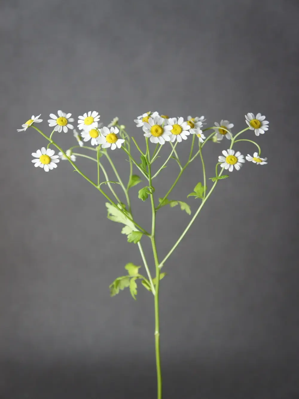 Матрекария