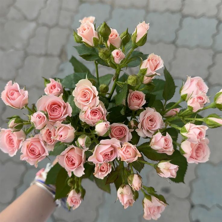 Роза кустовая Пинк шайн