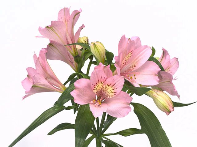 Альстромерия розовая