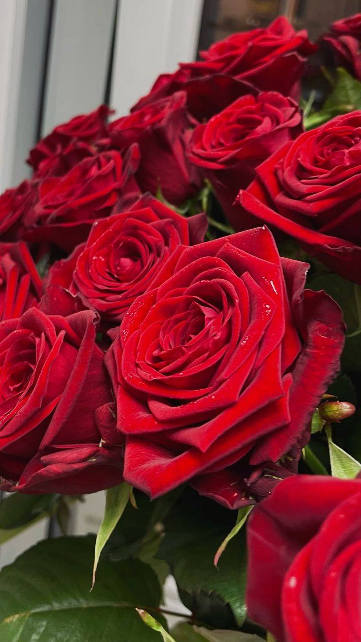 Роза ред наоми