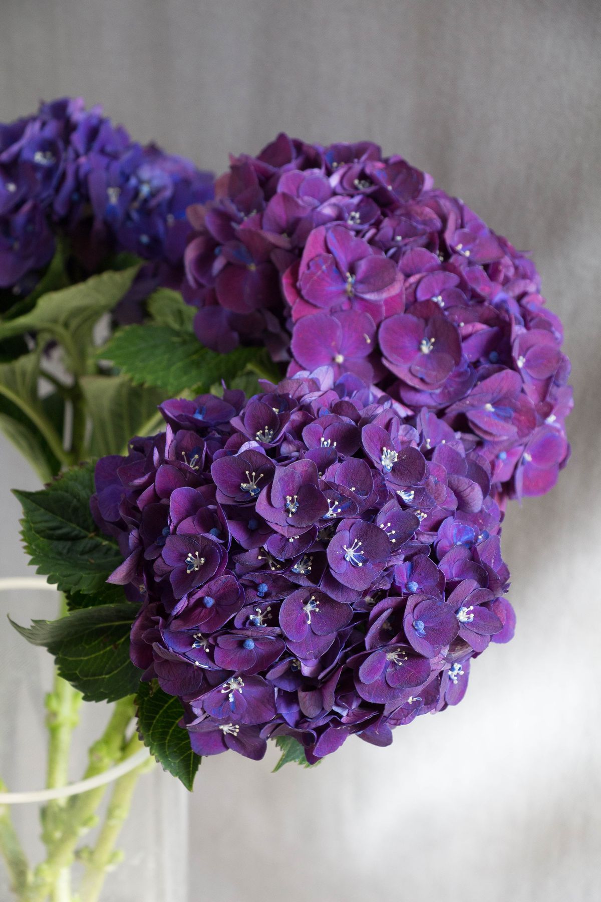 Гортензия фиолетовая