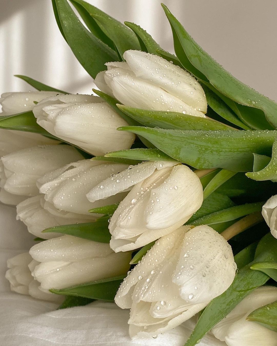 Тюльпан белый