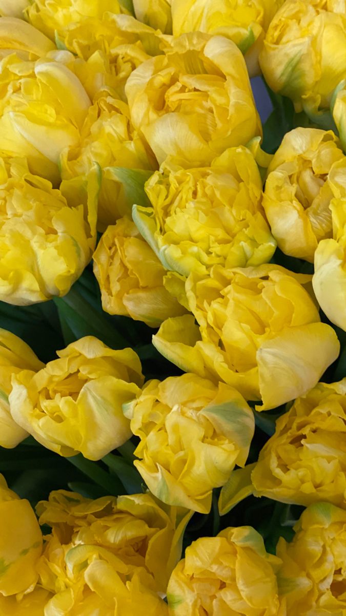 Тюльпан желтый пионовидный