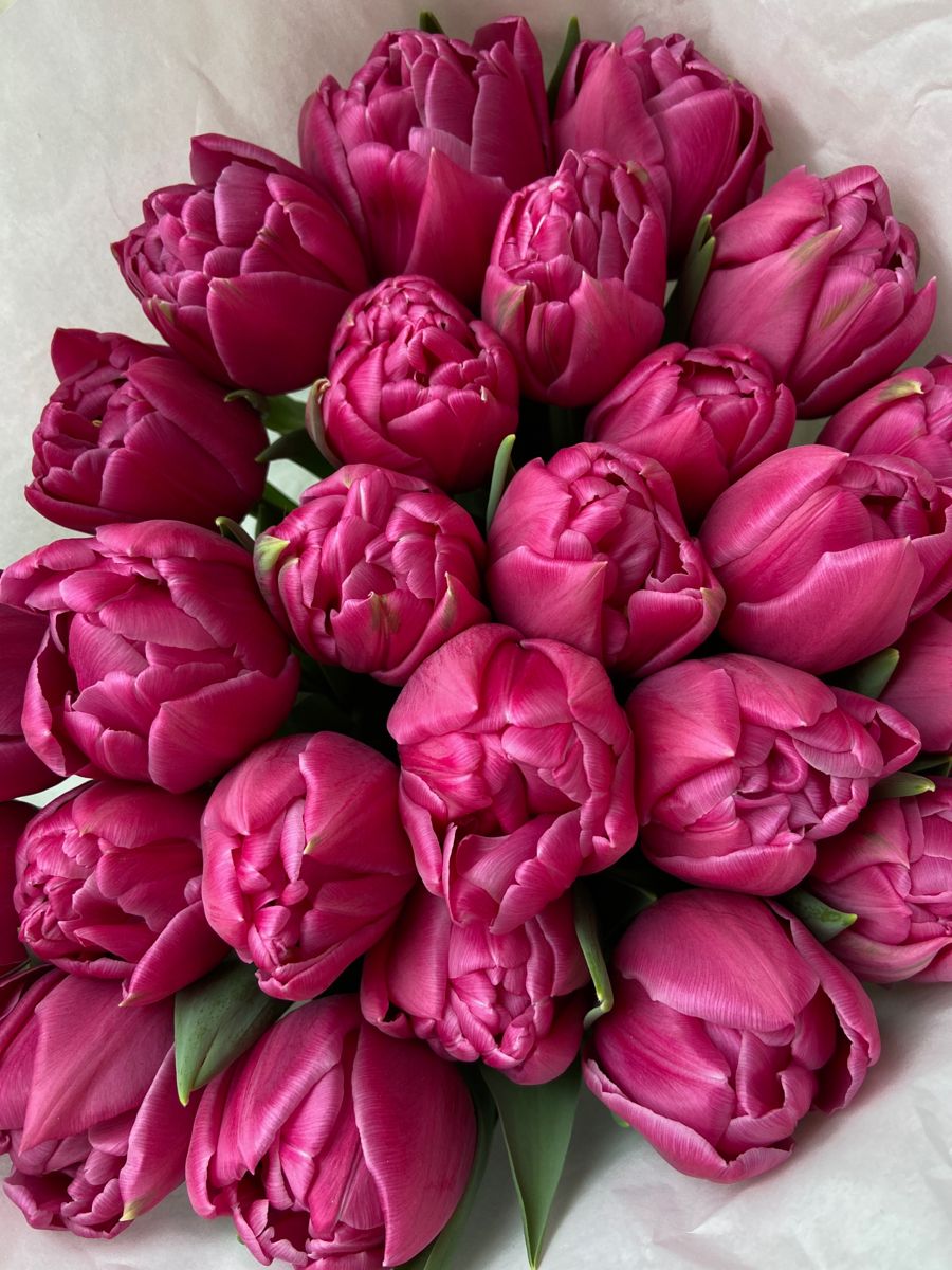 Тюльпан пионовидный малиновый