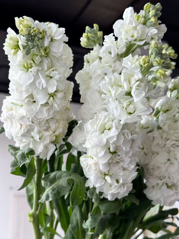 Маттиола белая