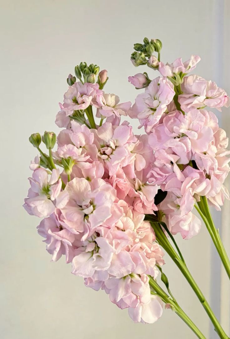 Маттиола нежно розовая