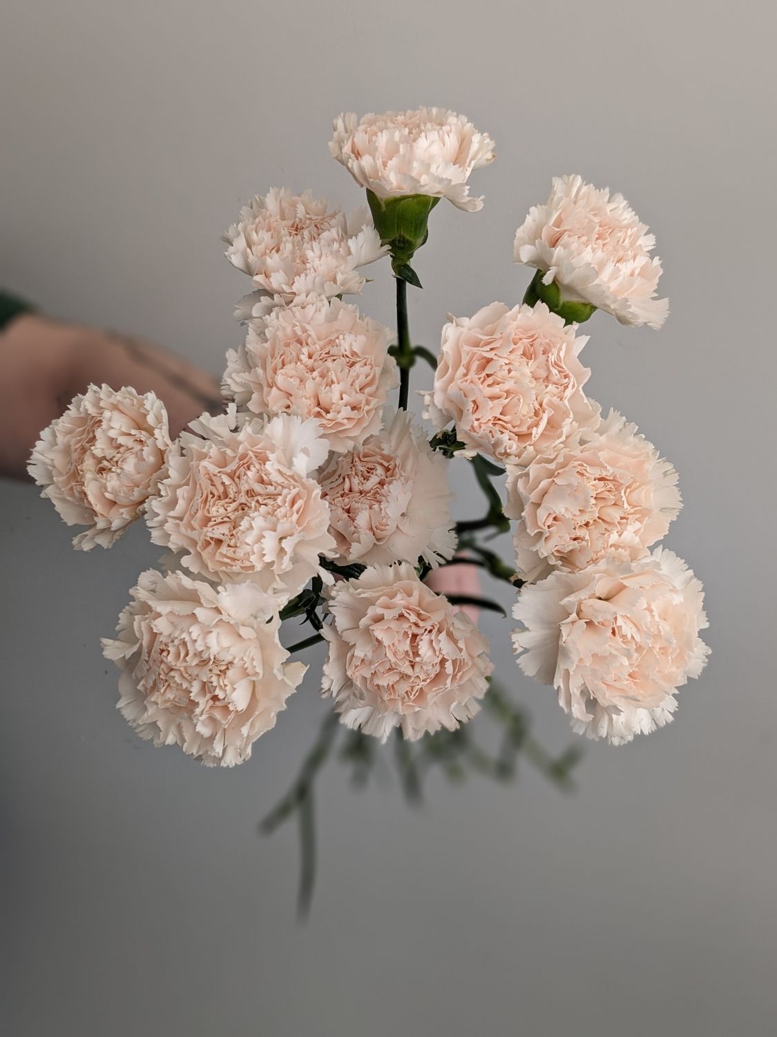 Гвоздика брют