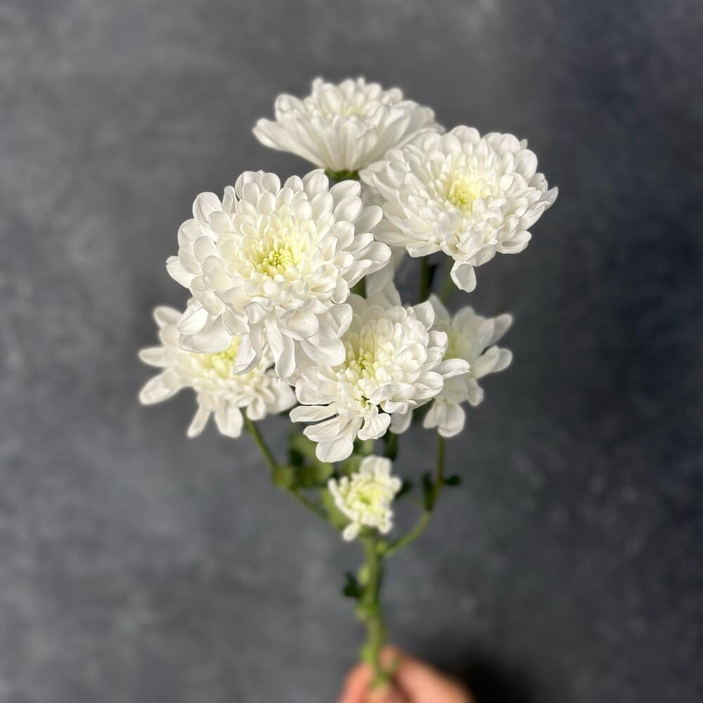 Хризантема Алтай