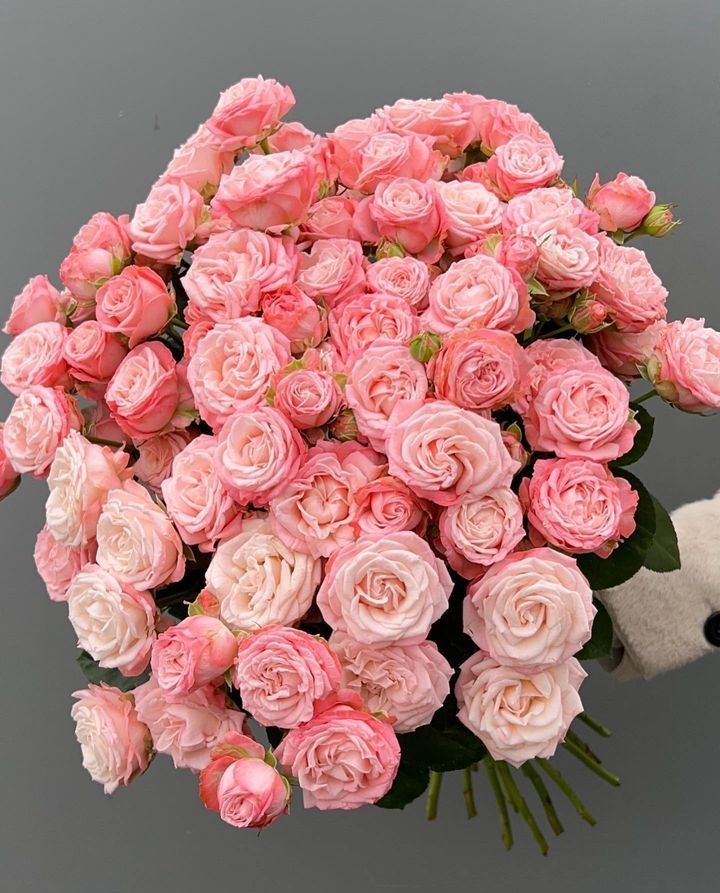 Роза кустовая мадам бомбастик