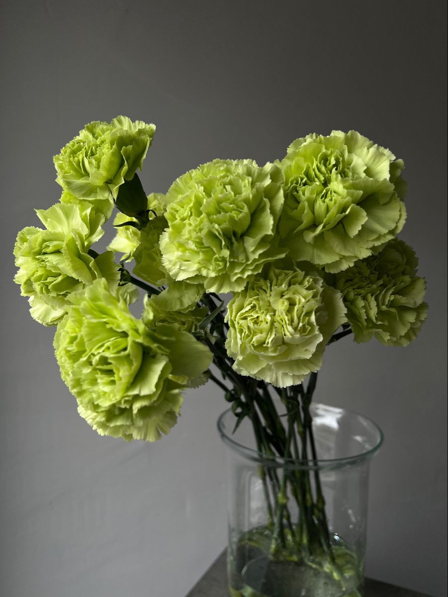 Гвоздика зеленая