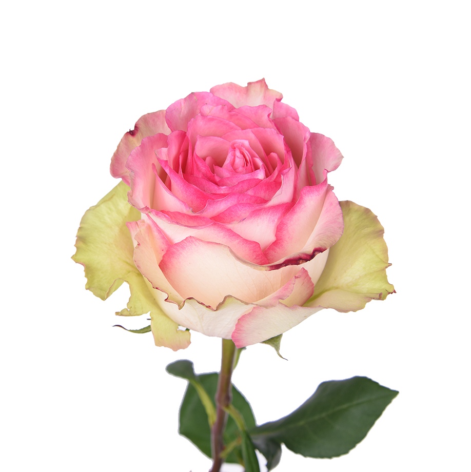 Роза Эсперанс