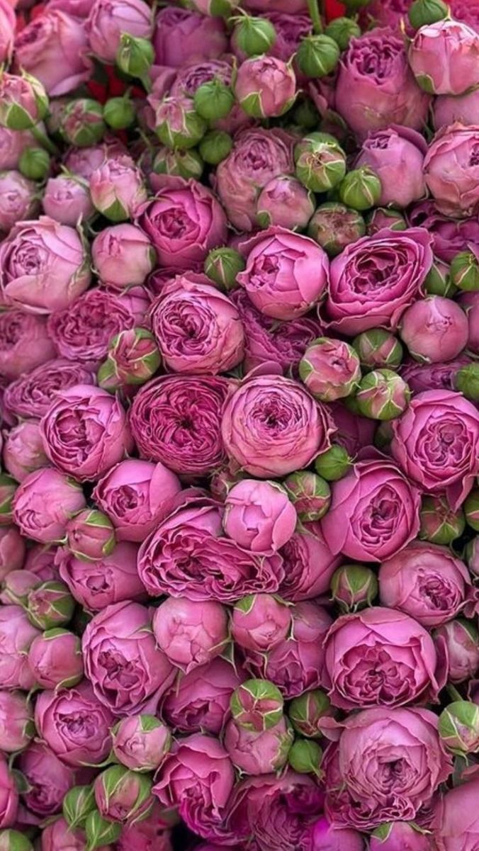 Роза кустовая Мисти Баблс