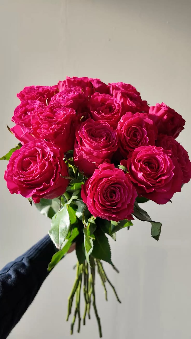 Роза Хот спот