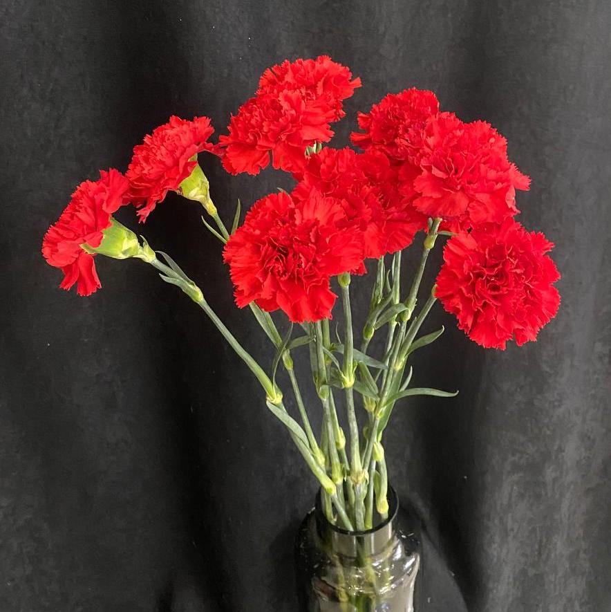 Гвоздика красная