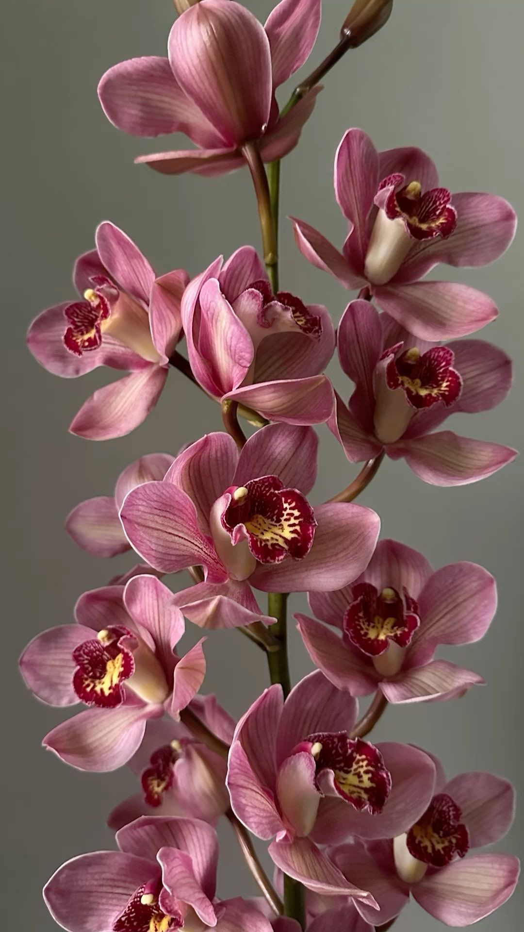 Орхидея Цимбидиум