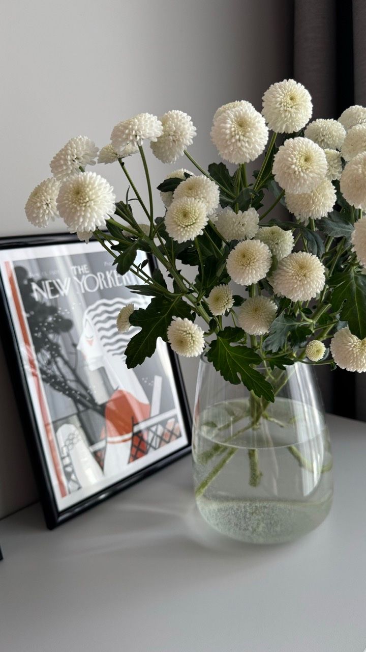 Хризантема Ньютон