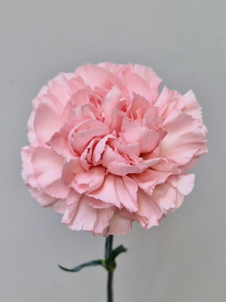 Гвоздика розовая