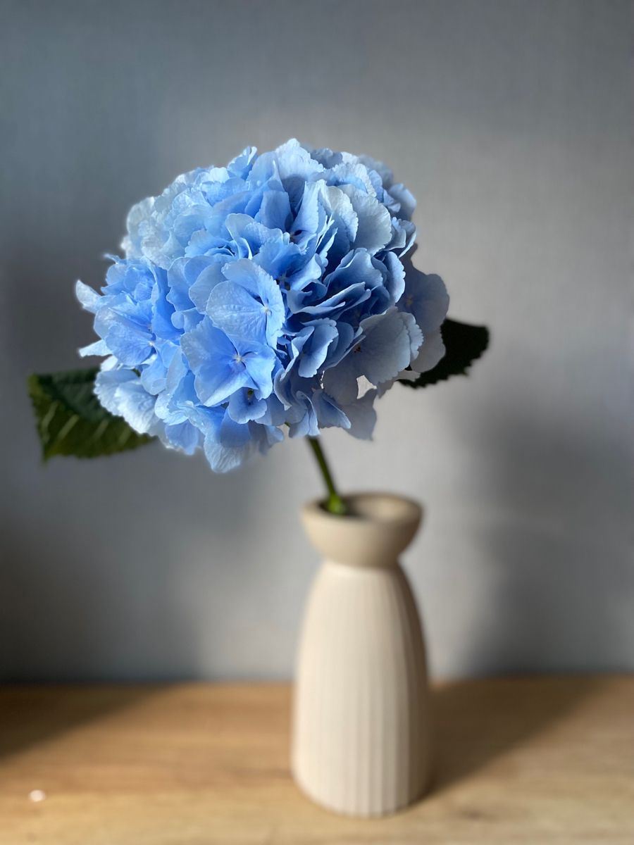 Гортензия голубая