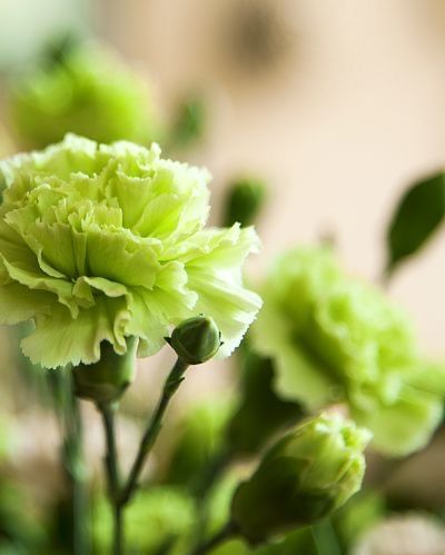 Гвоздика кустовая зеленая