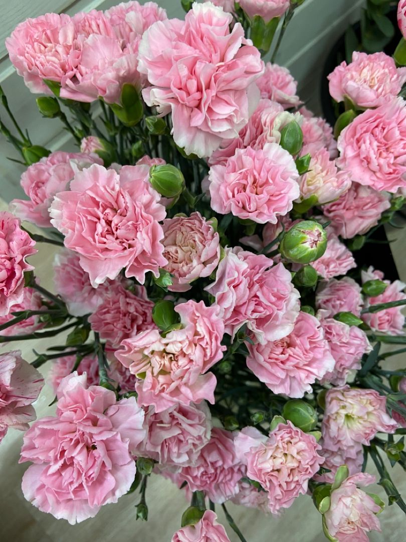 Гвоздика кустовая розовая