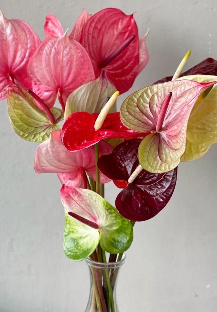 Антуриум микс