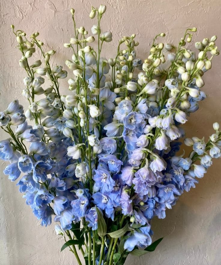 Дельфиниум голубой