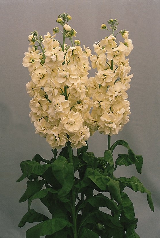 Маттиола кремовая