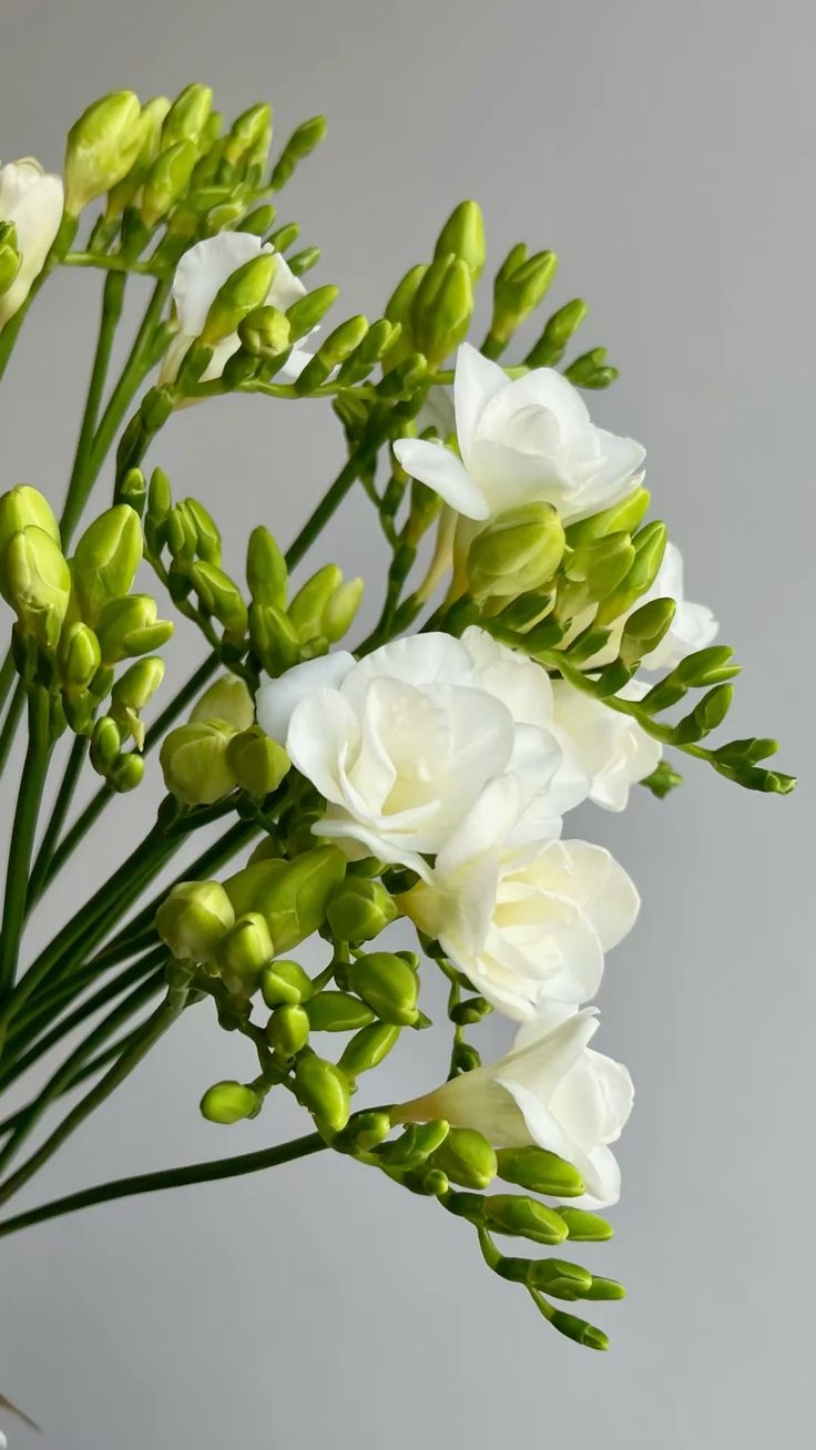 Фрезия белая