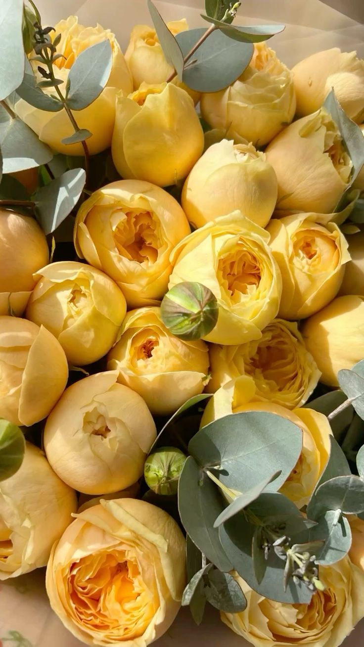 Роза кустовая Пиони бабблс