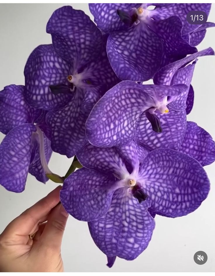 Орхидея Ванда