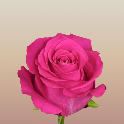 Роза Пинк Флойд